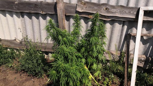 В Бузулукском районе у местного жителя изъяли гашишное масло и марихуану