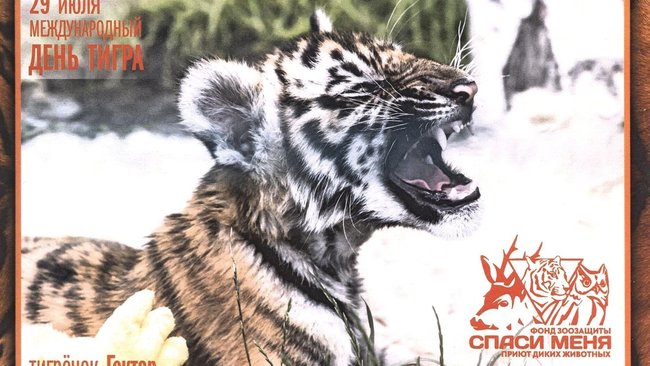 Открытки с изображением бузулукского тигренка отправятся в 12 стран мира