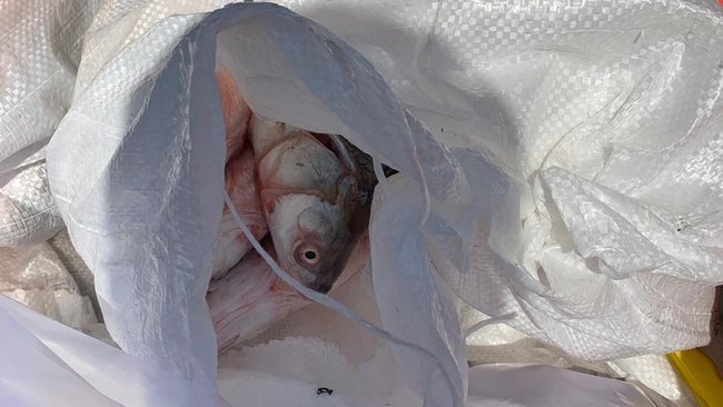 До Бузулука не доехало более 400 килограммов мороженой рыбы