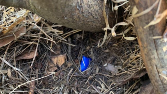 В Бугуруслане задержан местный житель, который пытался купить наркотик через интернет