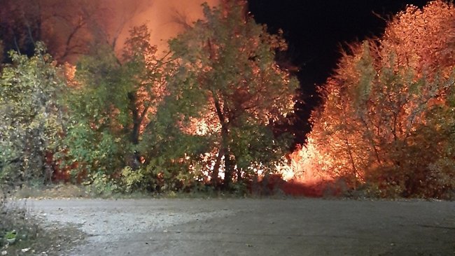 В Бузулуке лесной пожар почти подобрался к жилым домам