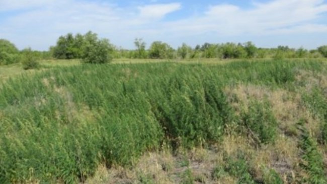 В Бузулукском районе обнаружены конопляные угодья