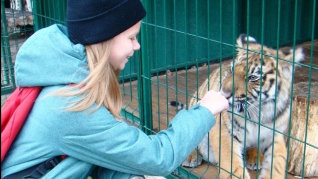 Тигренок, покалеченный похитителем в Бузулуке, идет на поправку