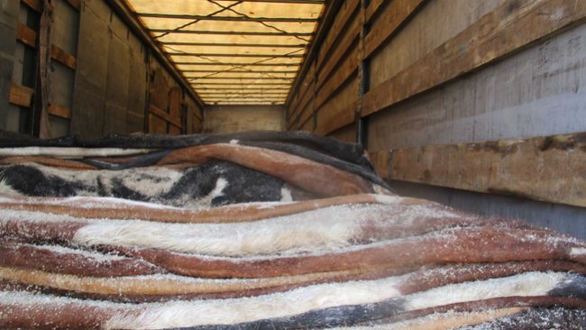 На границе в Первомайском районе пресечен ввоз в страну 20 тонн шкур КРС