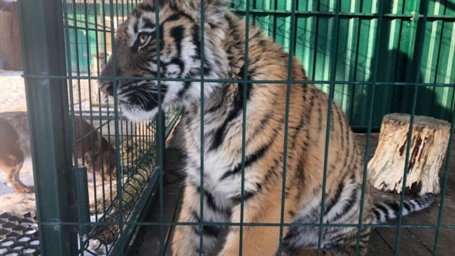 Общественники просят возбудить уголовное дело за жесткое обращение с тигренком в Бузулуке