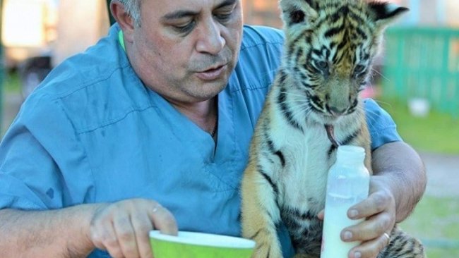 Сорочинский зоопарк может принять у себя тигренка Гектора, которого покалечили в Бузулуке