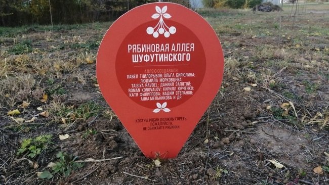 В Бузулуке проведена проверка по факту уничтожения рябин на аллее Шуфутинского