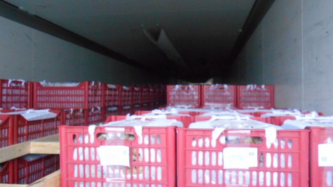 В Первомайском районе на границе задержали более 19 тонн опасной мороженой рыбы