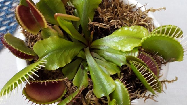 У бузулучан растет интерес к хищным растениям 