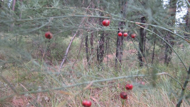 Бузулучане будут контролировать добычу нефти в бору 