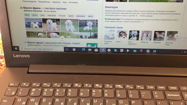 В Бузулуке супруги «купили» несуществующую собаку