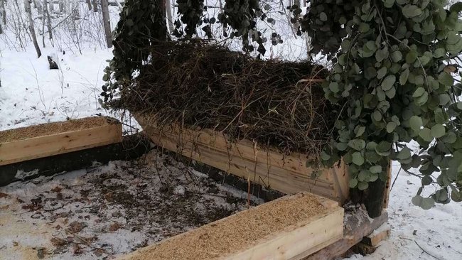 В Бузулукском бору животных и охотников будут снимать скрытые камеры 