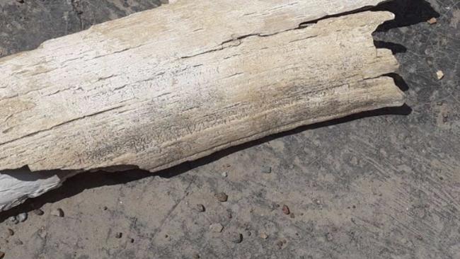 В Бузулуке продают фрагмент бивня мамонта