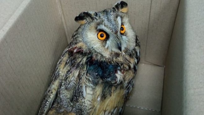 Как живет сова, которую бузулучанин забрал из ветеринарной клиники 