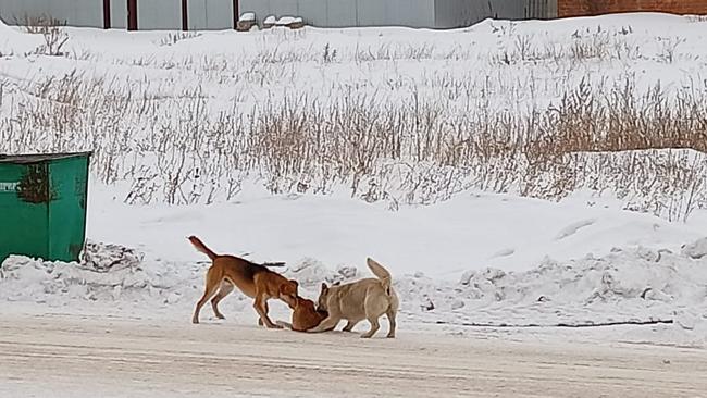 Тайна за семью печатями: кто занимается отловом бродячих собак в Бузулуке?