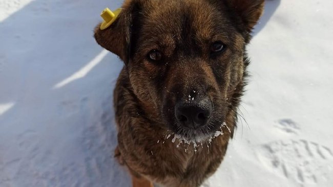 Прокуратура области занялась бродячими собаками. А что с приютом в Бузулуке?