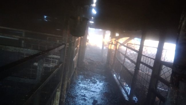 При пожаре в Бузулукском районе погибли 40 свиней