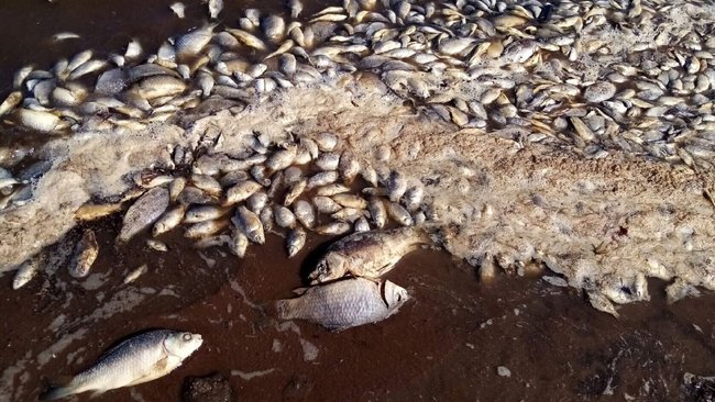 Что стало причиной массовой гибели рыбы в Оренбуржье? 