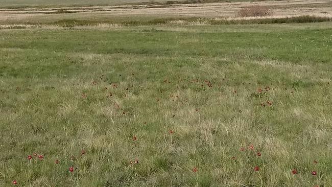 В Бузулукском районе появились цветы стоимостью от 2500 рублей до миллиона 