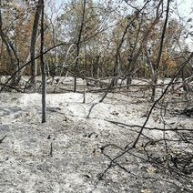 Пожары в Бузулукском районе - не случайность? Кому это может быть выгодно?