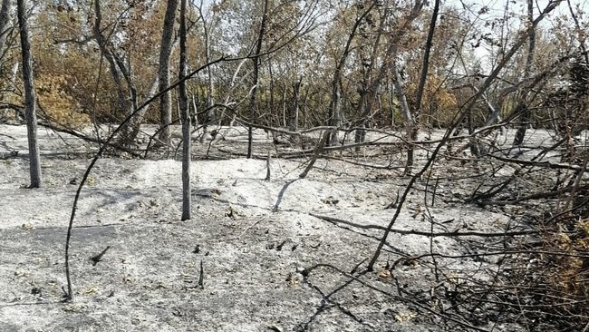 Пожары в Бузулукском районе - не случайность? Кому это может быть выгодно?