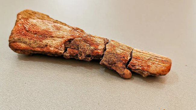 Под Бузулуком обнаружены останки древней амфибии