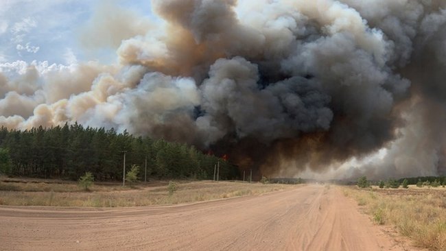 Около 700 гектаров Бузулукского бора выжжено до тла