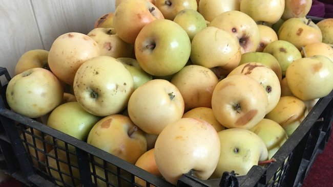 В Бузулуке зимние яблочки привлекли мошенницу