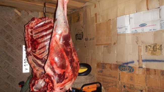 В Бузулукском районе полиция определила браконьера по шкуре убитого лося