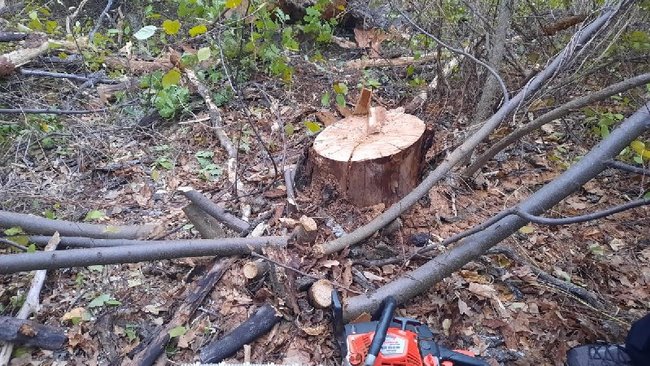 Молодой бузулучанин ответит за вырубку деревьев