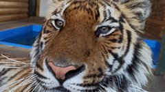 Как живет тигр, покалеченный в Бузулуке несколько лет назад?