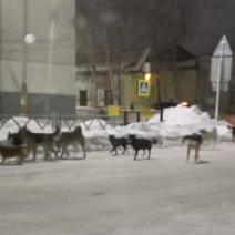 Жители Бузулука в шоке от количества бродячих собак в городе 