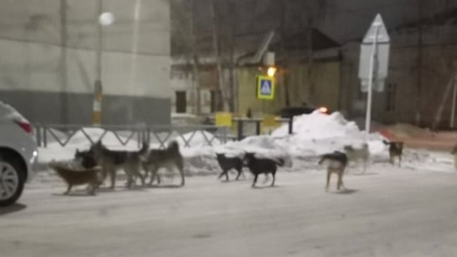 Жители Бузулука в шоке от количества бродячих собак в городе 