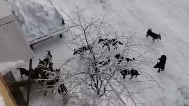 В Бузулуке за нападения собак на девушек никто не понесет ответственность