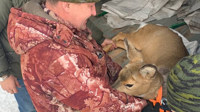 В Бузулукском районе во двор школы забрела косуля