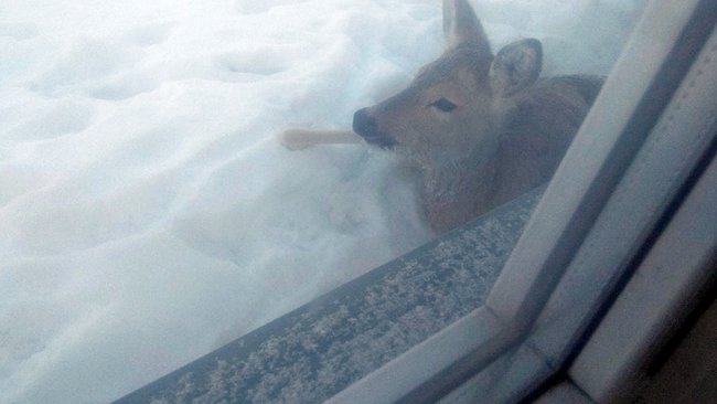 В Бузулуке к частному дому прибежала раненая косуля (18+)