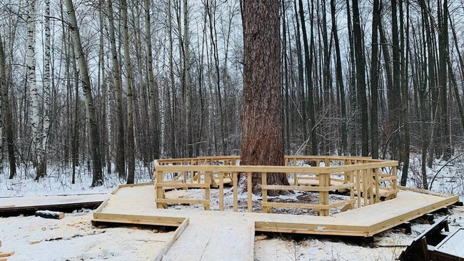 «Российское дерево года», возможно, растет под Бузулуком