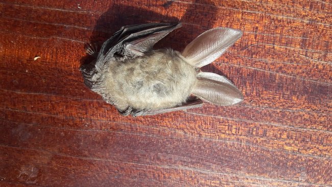 В Бузулуке кошки приносят домой летучих мышей: чем это может быть опасно?