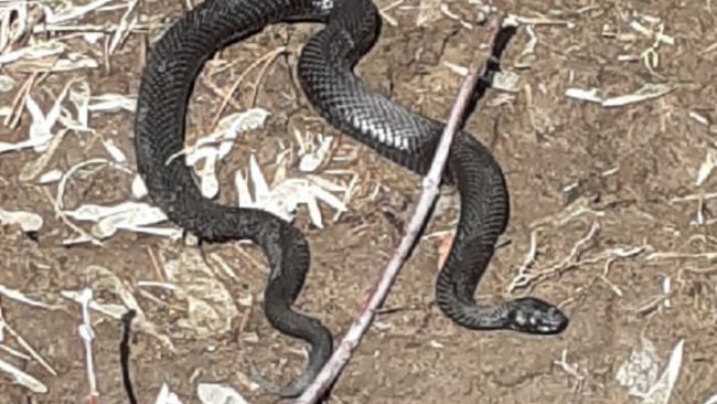 В Бузулукском районе из своих нор начали выползать змеи