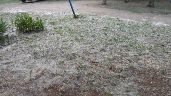 В Бузулуке жильцы МКД третий год просят спилить тополя 