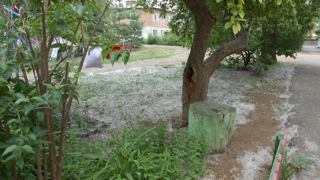 Бузулучанам, которые три года просят спилить тополя, ответили на заявление 