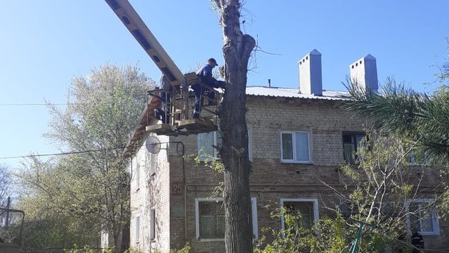 История с тополем, который бузулучане просили спилить, получила продолжение