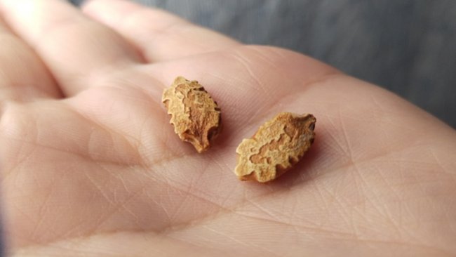 Какие экзотические растения сажают в огородах оренбуржцы? 