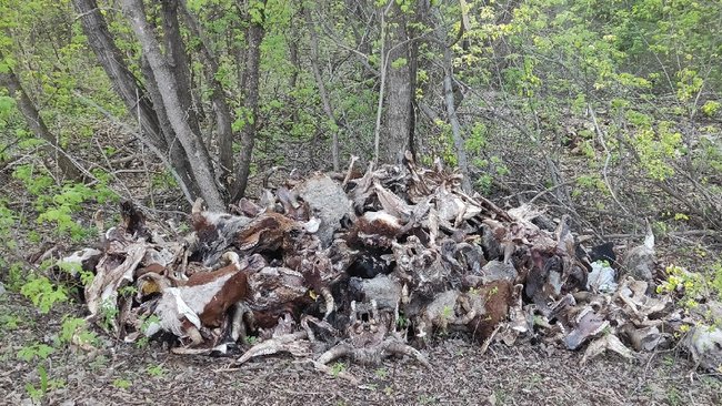 Под Бузулуком обнаружена свалка голов скота (18+)