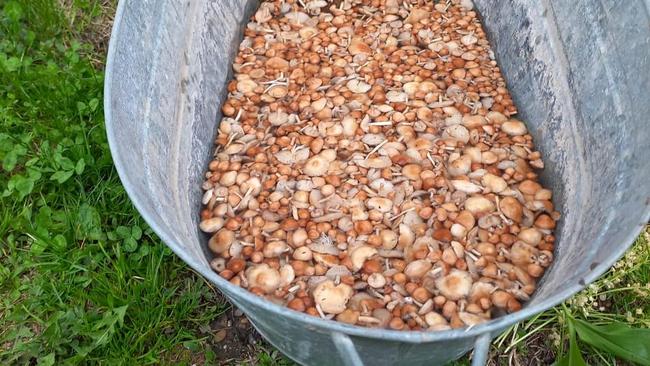 Оренбуржцы ведрами собирают луговые опята, шампиньоны и рядовки 