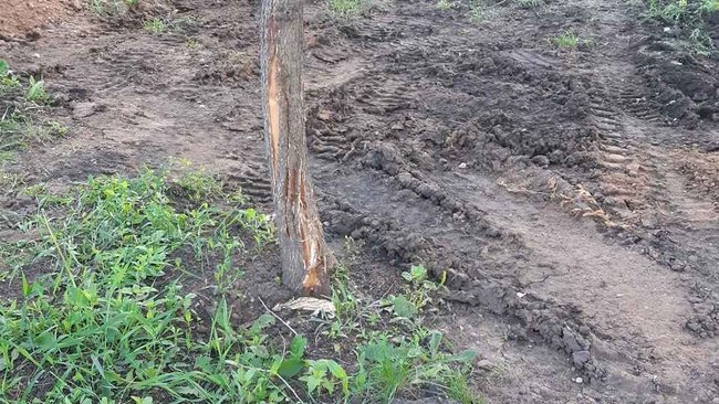 Бузулучане переживают за сохранность деревьев в парке