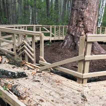 Одна из веток царицы-сосны в Бузулукском бору упала из-за непогоды