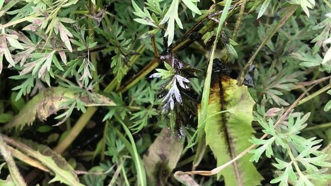 Бузулукский районный суд рассмотрит дело о разливе нефти 