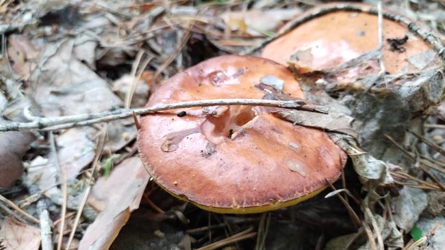 Бузулучане радуются маслятам, подберезовикам, опятам и другим грибам 