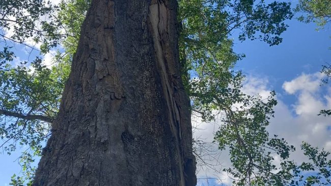 Гроза, ударившая в дерево, едва не спровоцировала пожар в Бузулукском бору